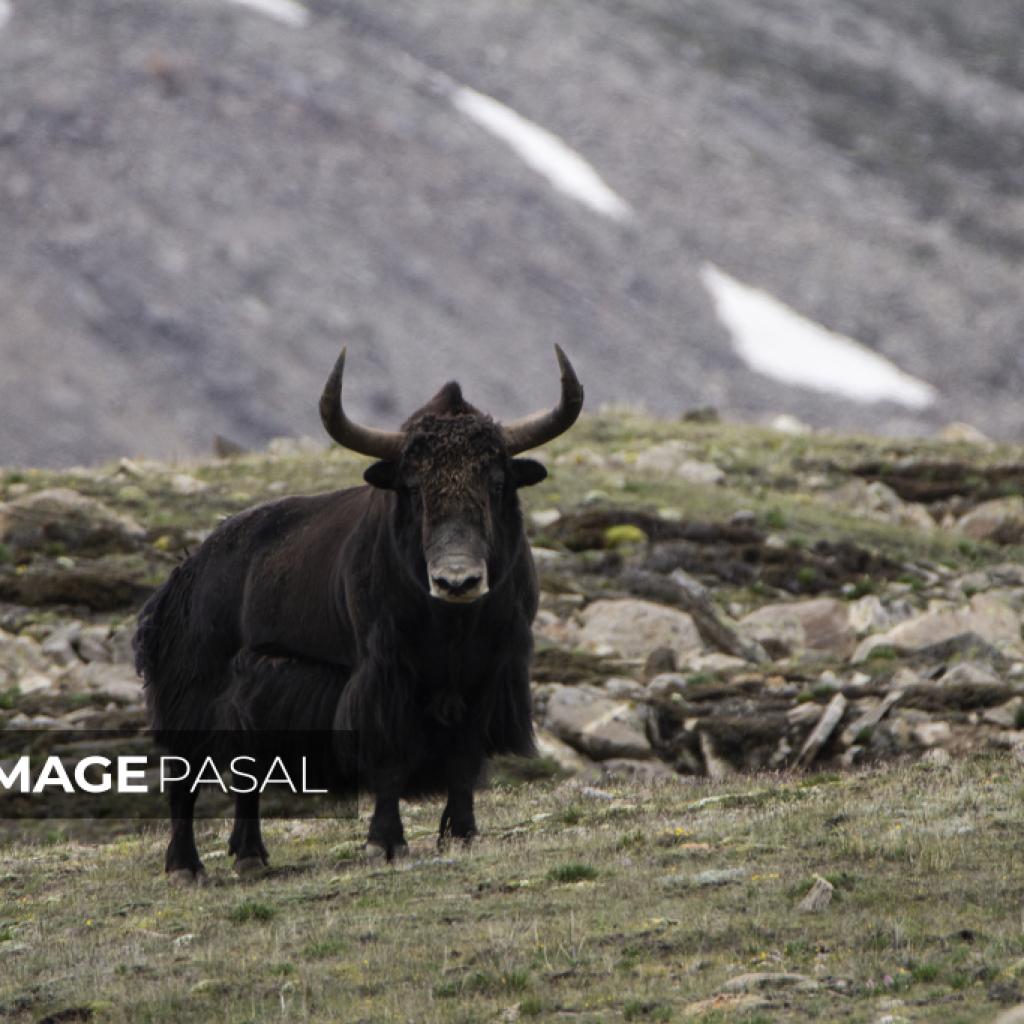The story of Yak, Vehicle in Mountains - buy images of Nepal, stock  photography Nepal, creative photography Nepal