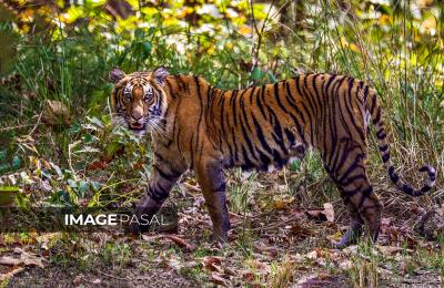 The Royal Bengal Tiger, Wildlife Photography in Nepal