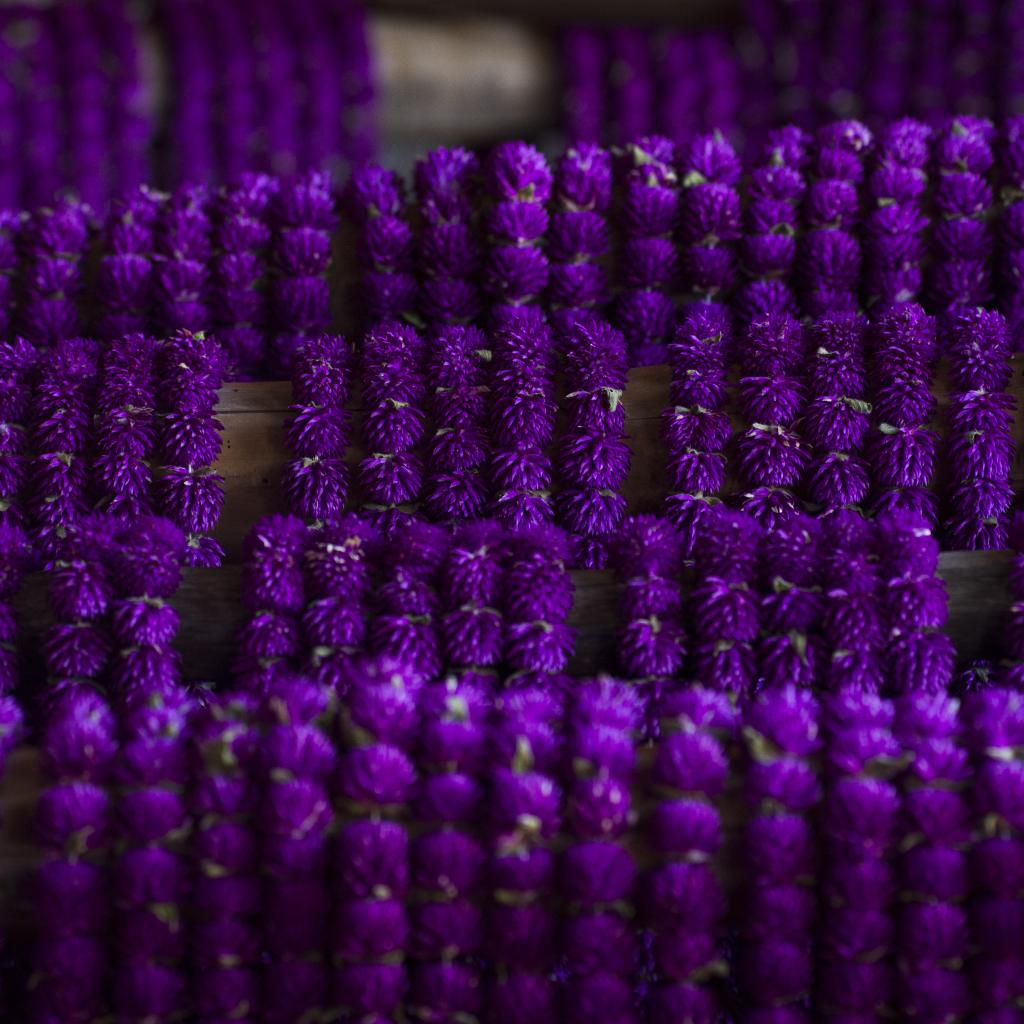 Makhamali Phool, Tihar festival - Buy Images of Nepal, Stock ...