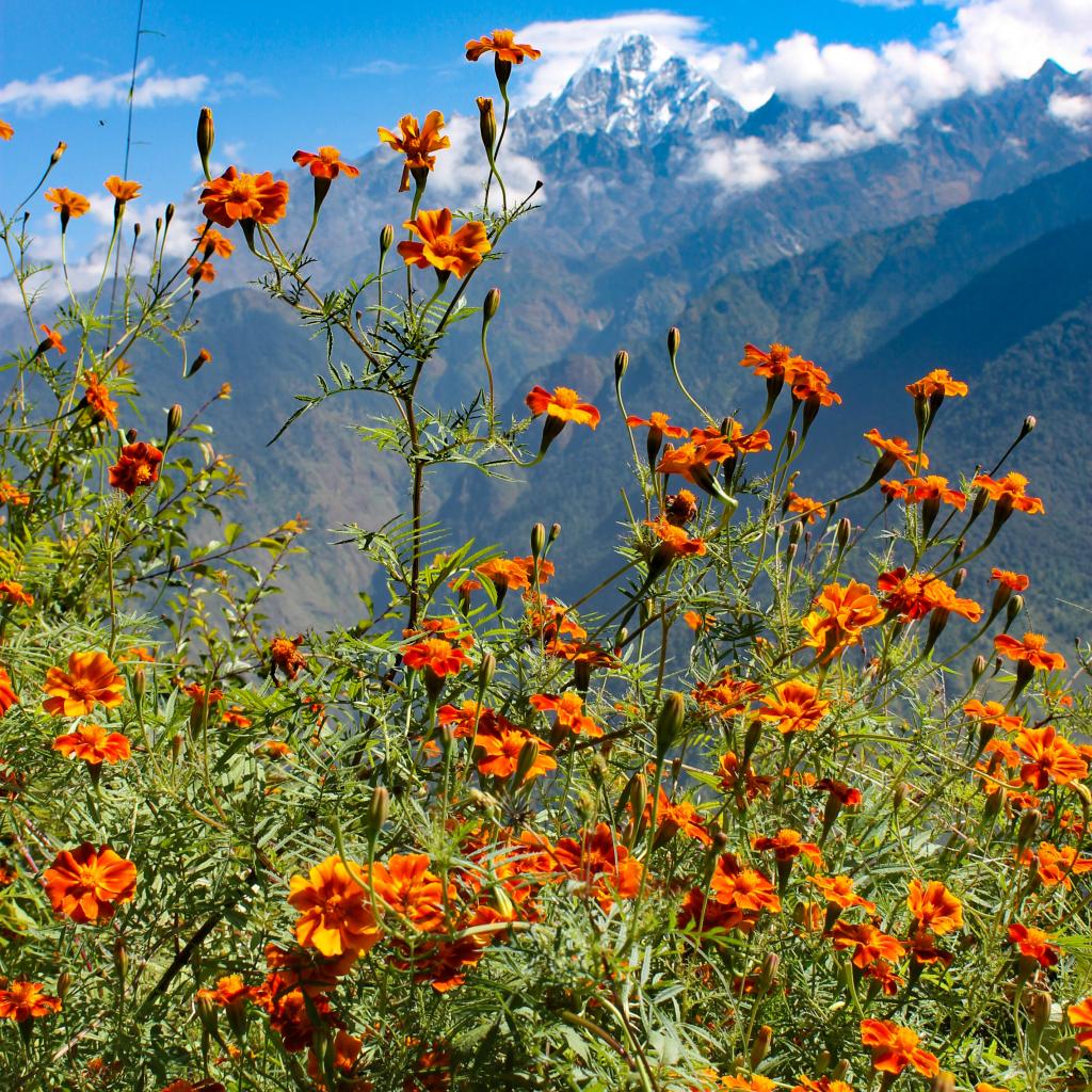 Gatlang village, Rasuwa - authentic photo of Nepal mountain life