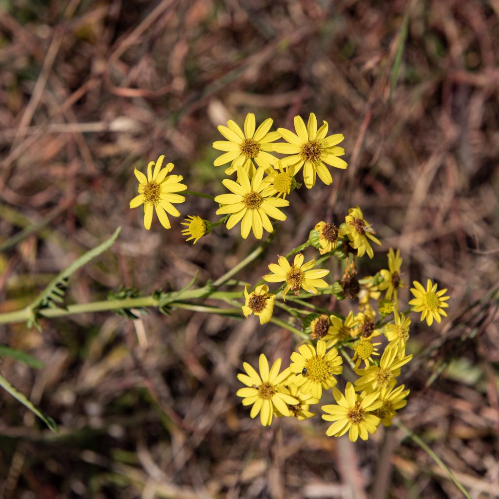 wild flowers, Bhasmasur Hill Hike - Buy Images of Nepal, Stock ...