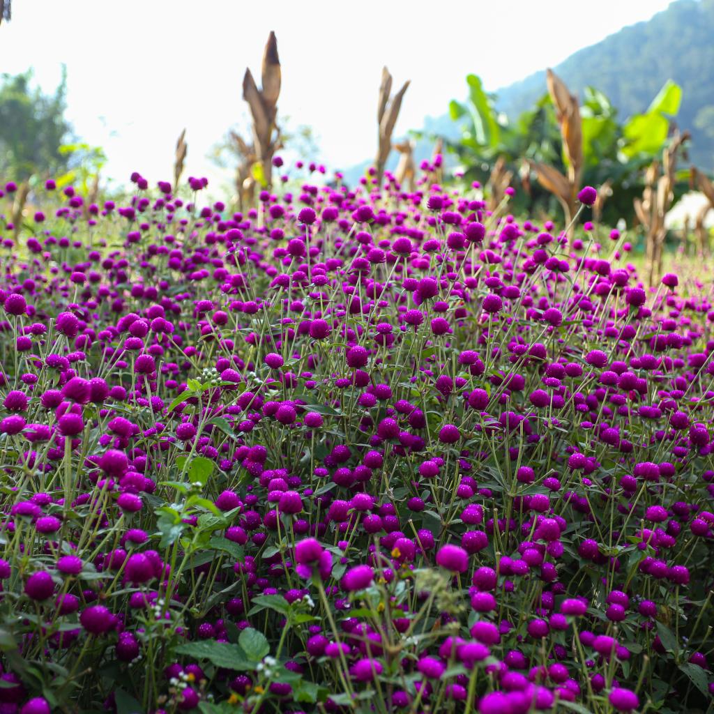 Farmers Harvest Makhamali Phool in Bhaktapur for the Tihar Festival ...