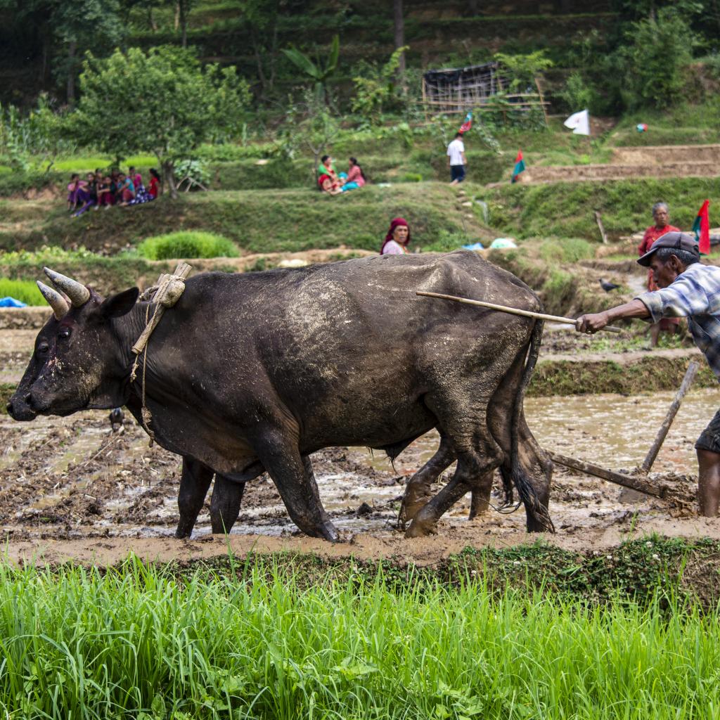 Traditional ox ploughing - real photo of Nepal rural agriculture