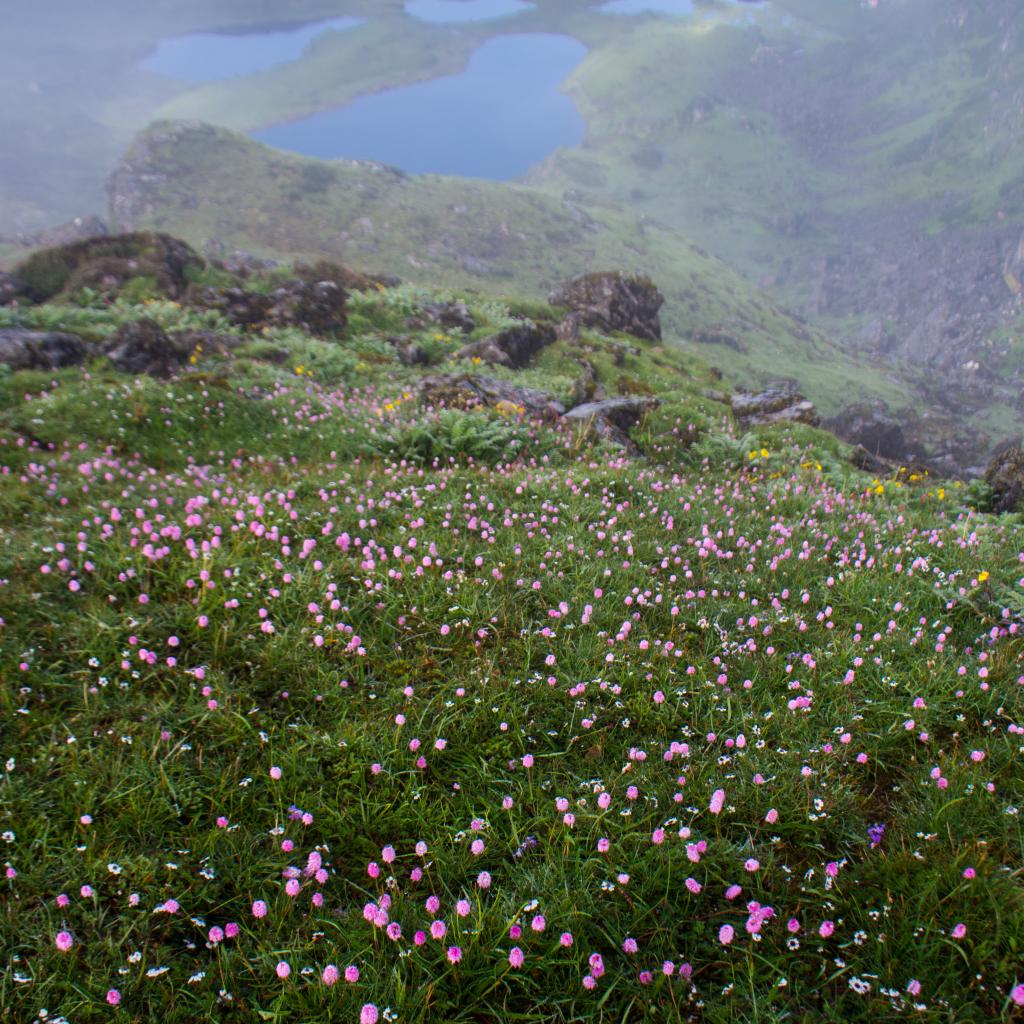Wildflowers of Paanchpokhari - Buy Images of Nepal, Stock Photography Nepal