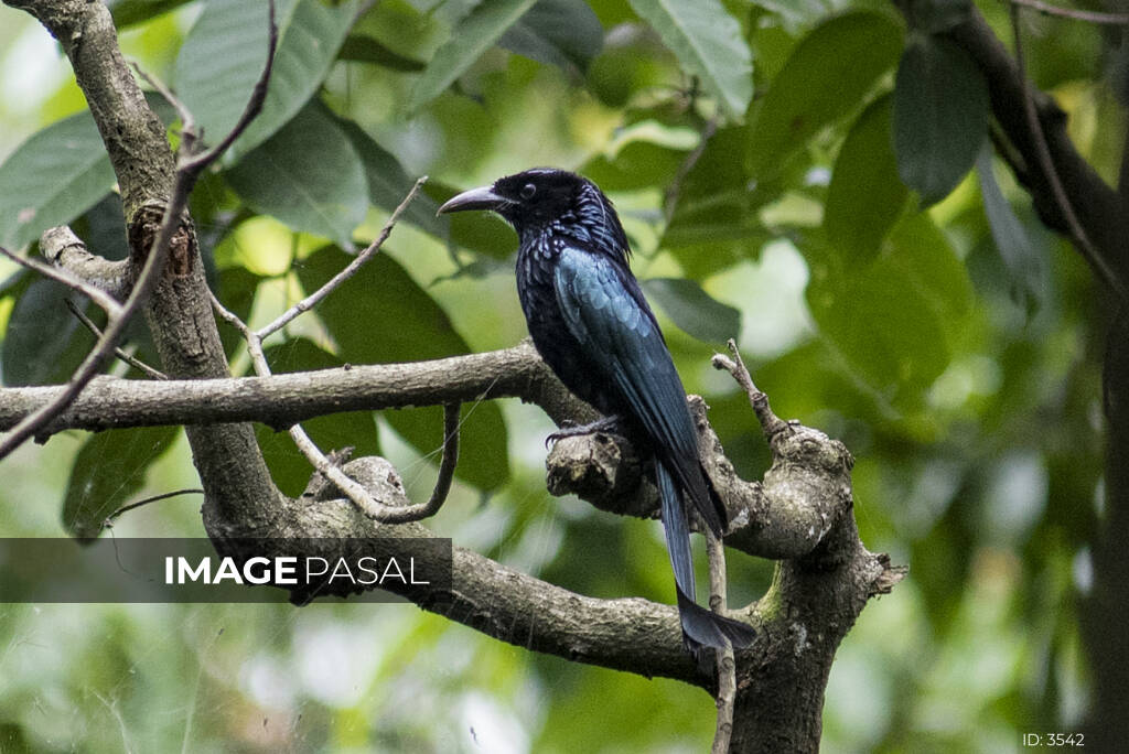 Hair-crested Drongo - buy images of Nepal, stock photography Nepal,  creative photography Nepal