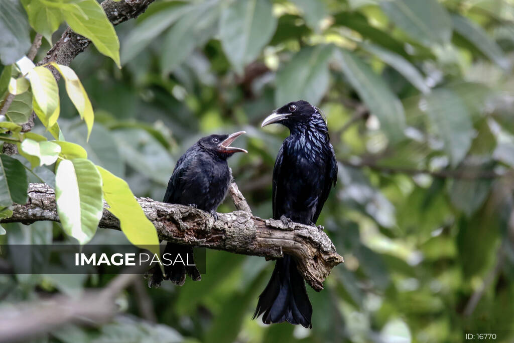 Hair-crested drongo - buy images of Nepal, stock photography Nepal,  creative photography Nepal