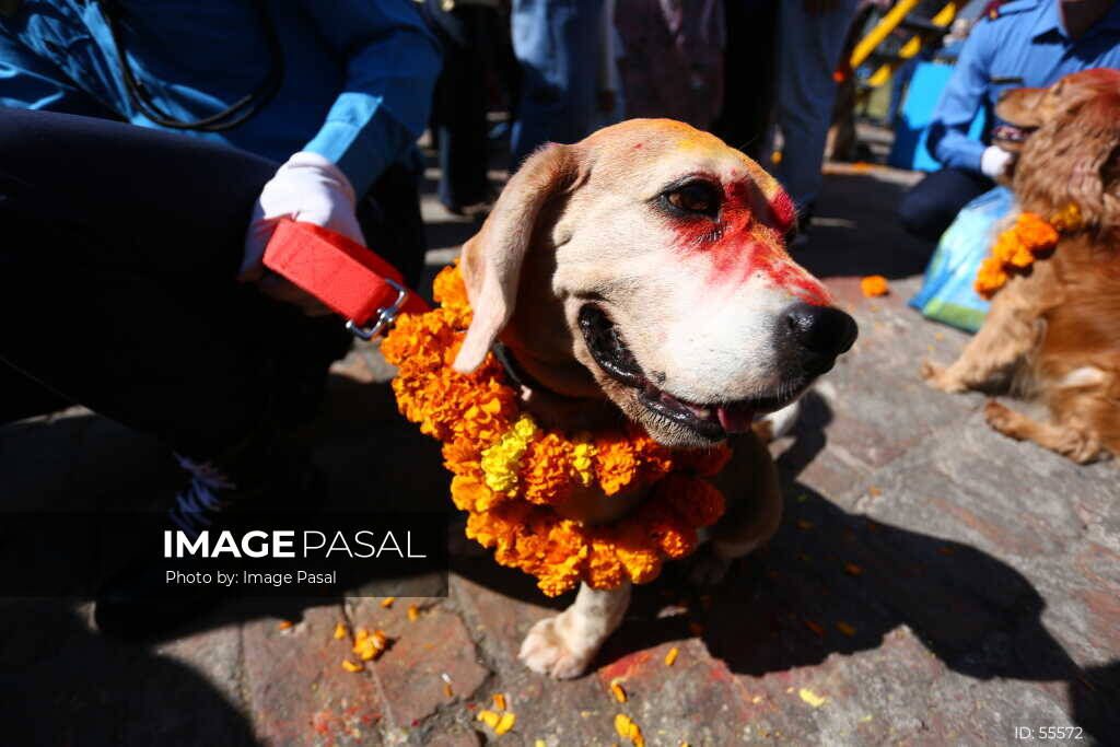 Nepal Police dog garlanded with marigolds during Kukur Tihar in Kathmandu