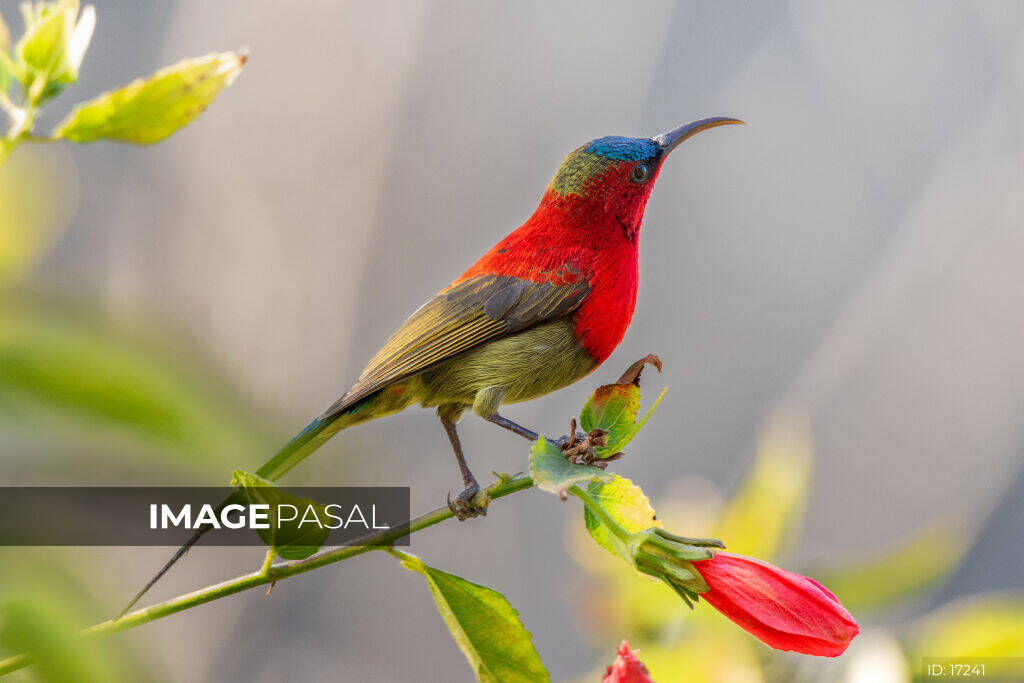Crimson Sunbird - buy images of Nepal, stock photography Nepal