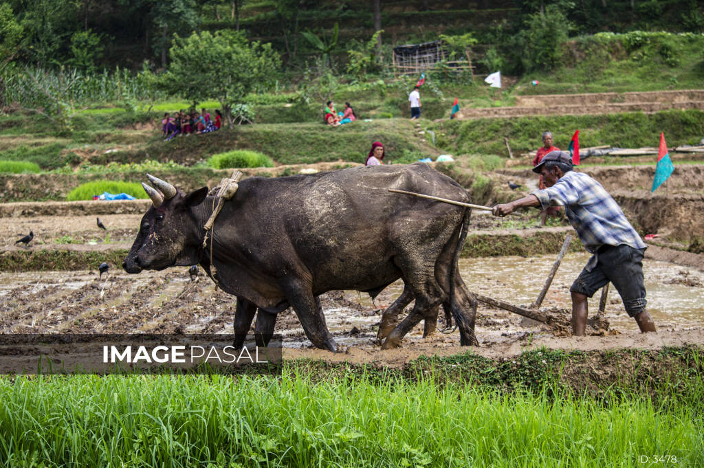 Halo ploughing - buy images of Nepal, stock photography Nepal, creative  photography Nepal