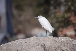 Little egret