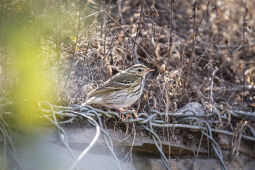 Olive-backed pipit