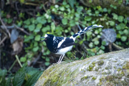 Spotted forktail