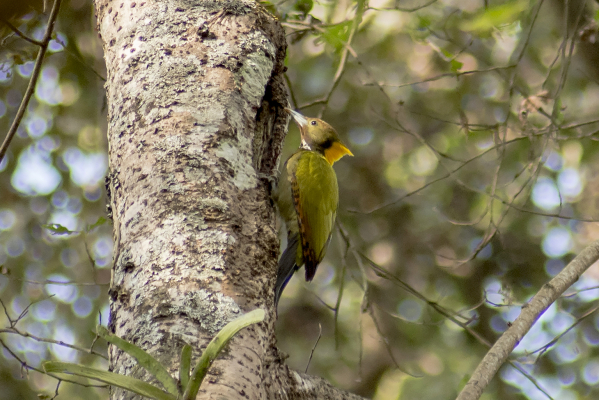 Greater Yellownape Woodpecker