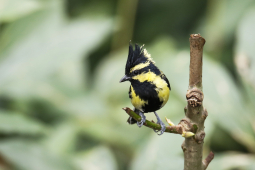 Himalayan Black-lored Tit