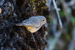 Black redstart