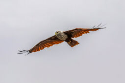 Brahminy Kite (Haliastur indus) Bird, Nepal