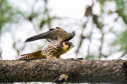 Eurasian Hobby, Nepal