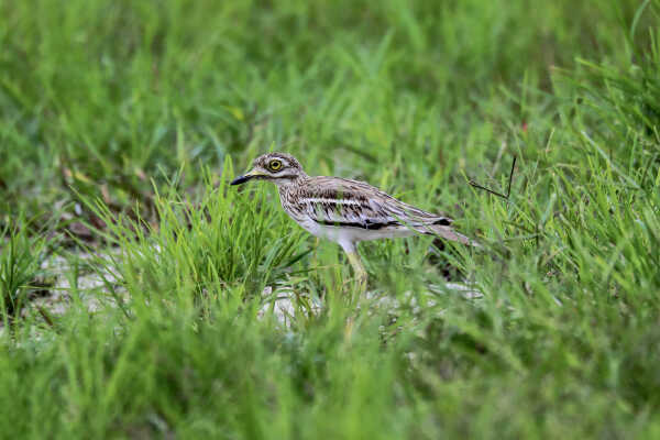 Eurasian stone-curlew