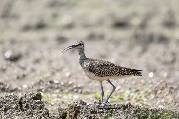 Eurasian whimbrel