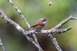 Golden parrotbill