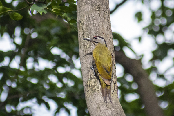 Gray-headed Woodpecker