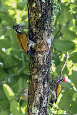 Greater Flameback (female)