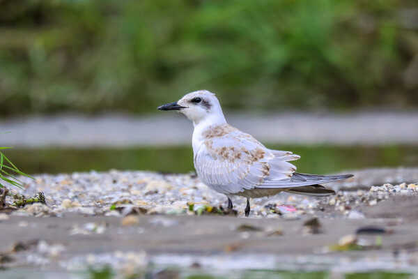 Gull-billed tern