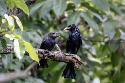Hair-crested drongo