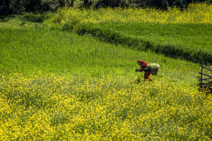 Lalitpur