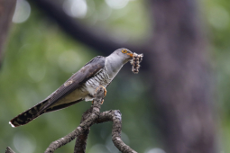 Himalayan cuckoo