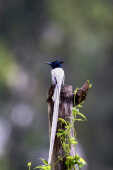 Indian paradise flycatcher