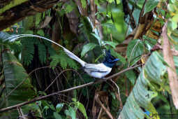 Indian paradise flycatcher