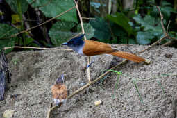 Indian paradise flycatcher