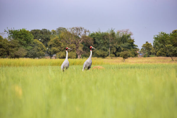 The sarus crane, Limibini