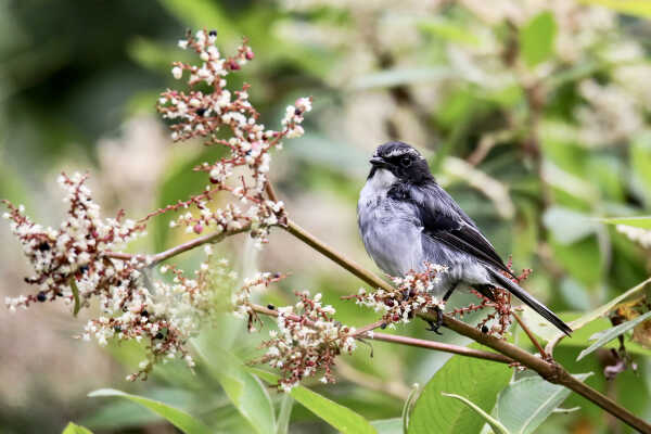 Little pied flycatcher