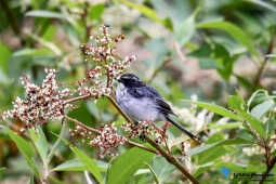 Little pied flycatcher