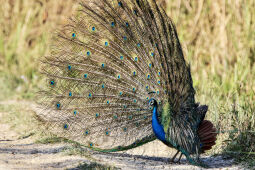 Peacock Bird, Nepal