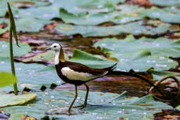 Pheasant Tailed Jacana (Hydrophasianus chirurgus)