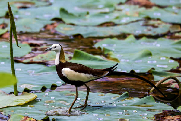 Pheasant Tailed Jacana (Hydrophasianus chirurgus)