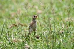 Pipit