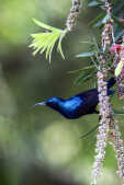 Purple sunbird