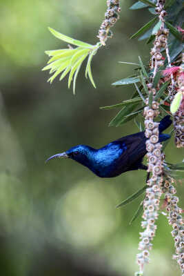 Purple sunbird