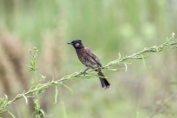 Red-vented bulbul