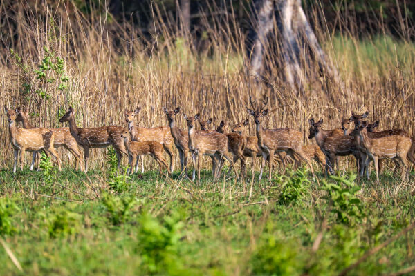 Spotted Deer, Chitwan National Park