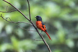 Sunda minivet