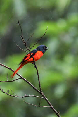 Sunda minivet