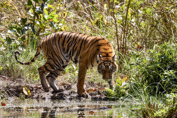 The Royal Bengal Tiger, Bardiya National Park