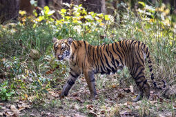 The Royal Bengal Tiger, Bardiya National Park