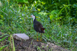 White-breasted Waterhen Bird, Nepal