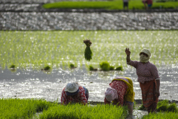 rice plantation